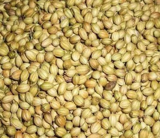 coriander, uses, coriander benefits, health, coriander uses, ధనియాలు, ధనియాలుతో ఉపయోగాలు, ఆరోగ్య రహస్యం, జస్ట్ టీజర్