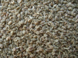 ajwain, uses, ajwain benefits, health, ajwain uses, వాము, వాముతో ఉపయోగాలు, వాము ప్రయోజనాలు, ఆరోగ్య రహస్యం, జస్ట్ టీజర్