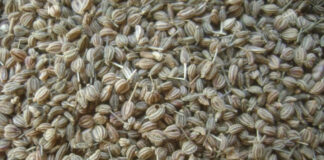 ajwain, uses, ajwain benefits, health, ajwain uses, వాము, వాముతో ఉపయోగాలు, వాము ప్రయోజనాలు, ఆరోగ్య రహస్యం, జస్ట్ టీజర్