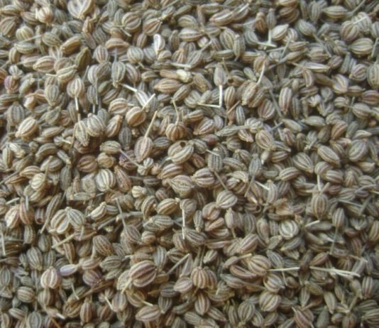 ajwain, uses, ajwain benefits, health, ajwain uses, వాము, వాముతో ఉపయోగాలు, వాము ప్రయోజనాలు, ఆరోగ్య రహస్యం, జస్ట్ టీజర్