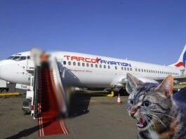 cat attack, pilot, mid flight, emergency landing, పిల్లి, విమానం, పైలెట్,