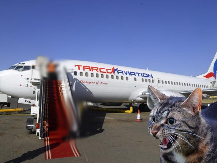 cat attack, pilot, mid flight, emergency landing, పిల్లి, విమానం, పైలెట్,